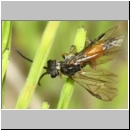 Dolerus sp - Blattwespe 11c 8mm.jpg